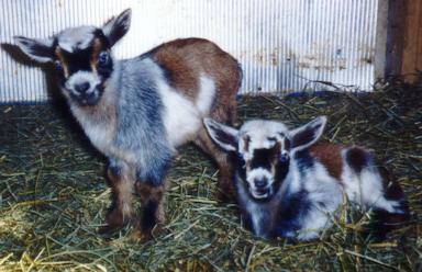 Talon's eMancipation Blue & Milagro Blue