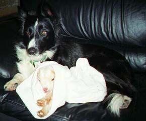 Bobbi snuggles with 1 day old Miss Kensington