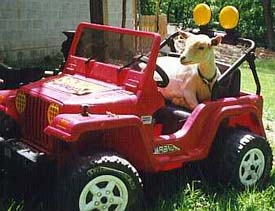 Kali waits for a ride in Joel's Jeep