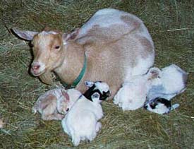 Miss Kensington, Max, sweet Mary, and Montego Bay nap with their mom, Kali