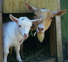 sweet Mary and her mom, Kali, peek out of the barn to see what is going on